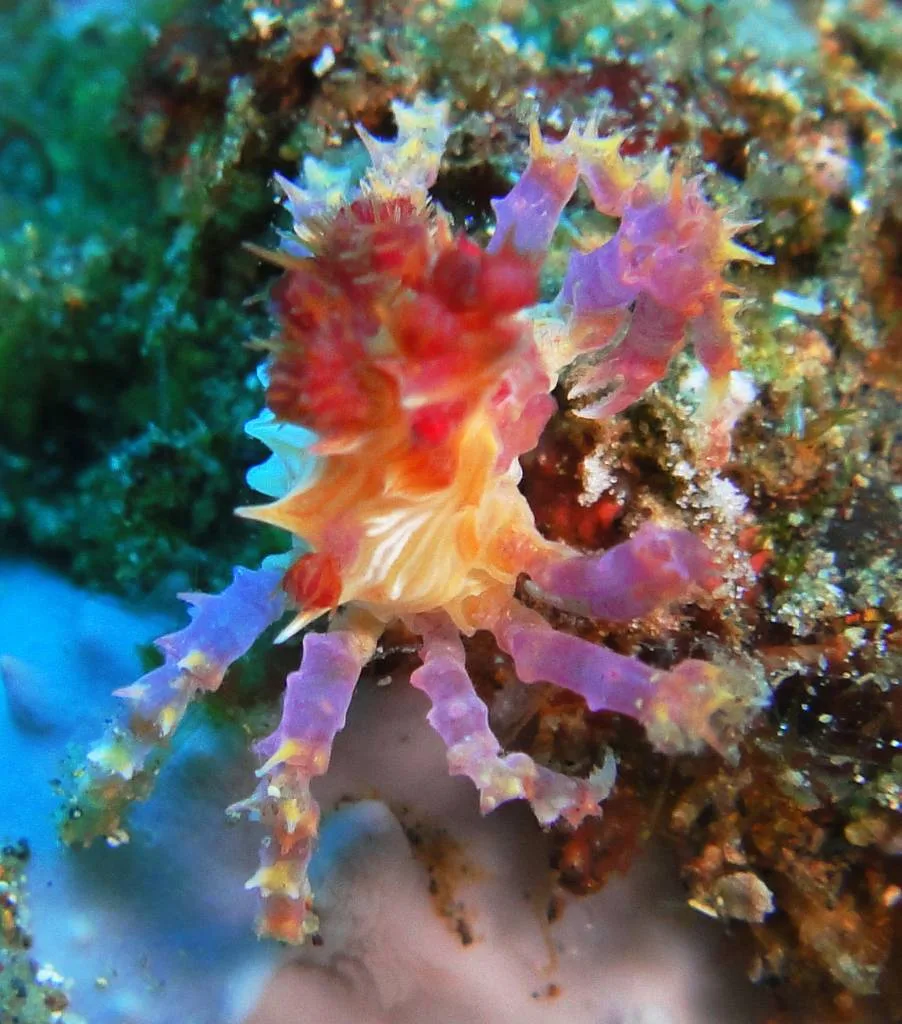 PADI Digital Underwater Photography