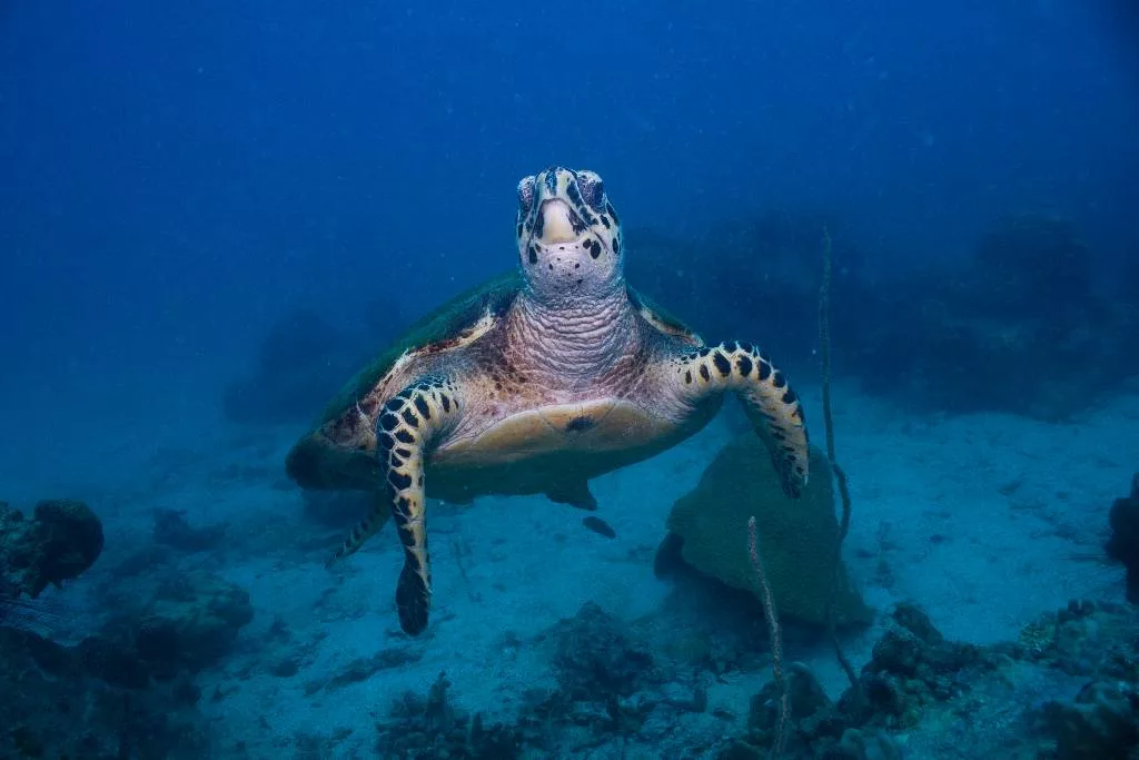 Hawksbill Turtle Koh Tao
