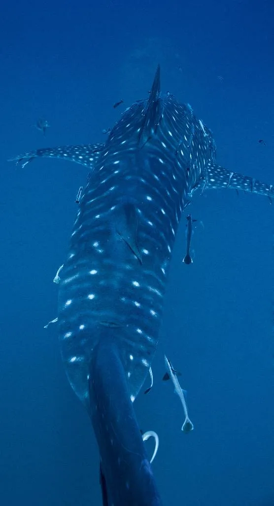 Whale Shark Koh Tao