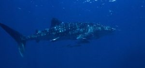 Whale Shark tijdens duiken met ScubaCenterAsia