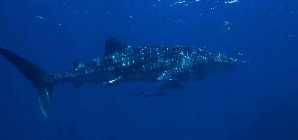 Whale Shark tijdens duiken met Scuba Center Asia