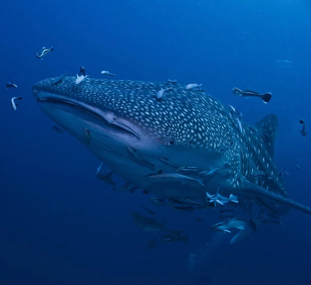 Whale Shark Koh Tao ScubaCenterAsia