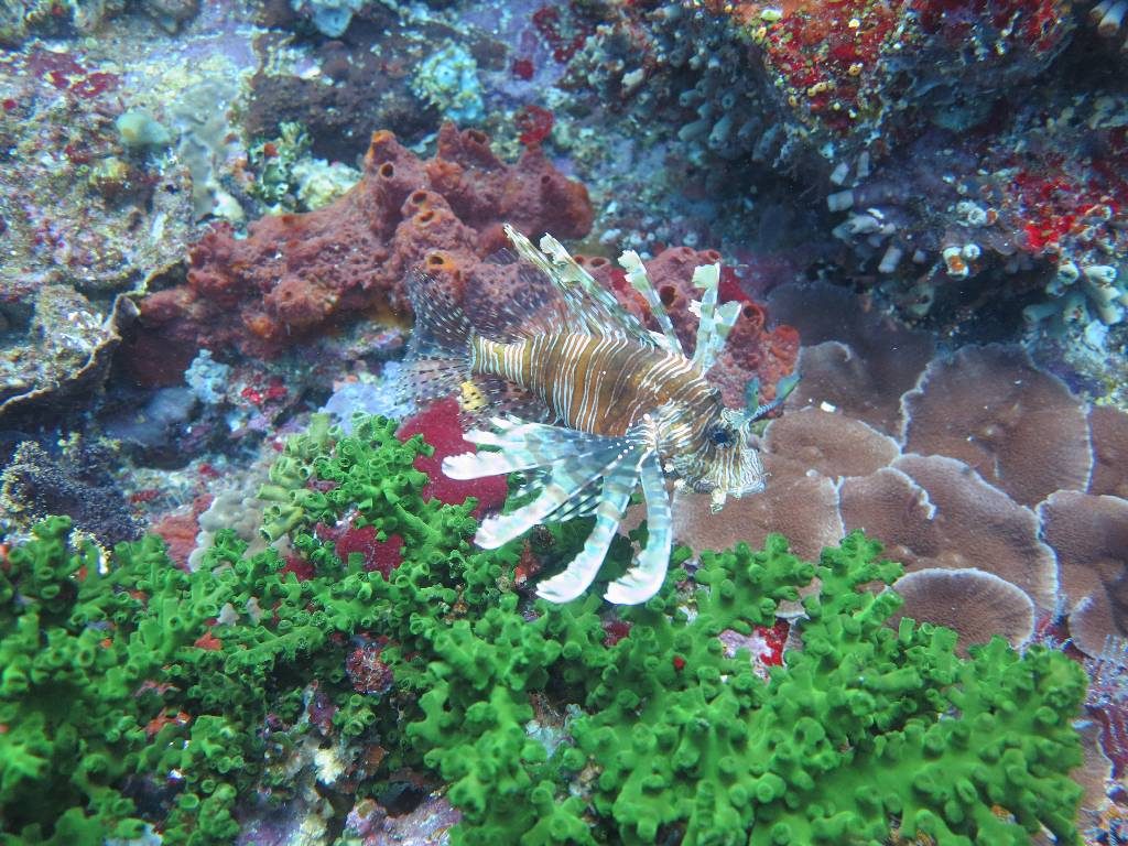 Lionfish Flores Komodo islands