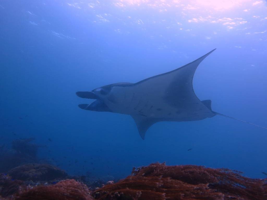 manta