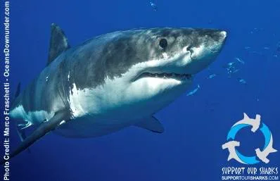 support our sharks