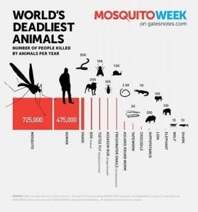 Misverstand duiken top 10 deadliest animals top 10 deadliest animals