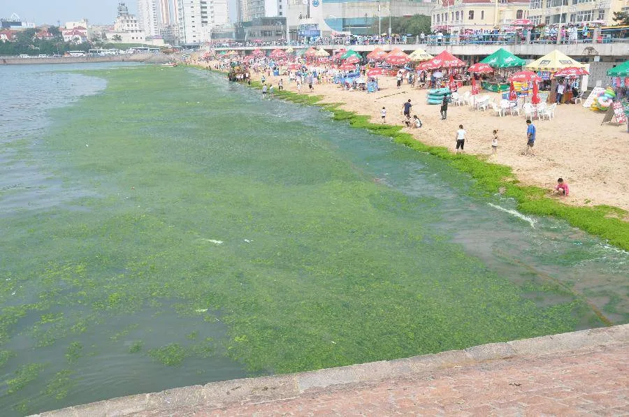 Sand beach turns into algae beach