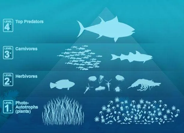 Food chain pyramid sharks