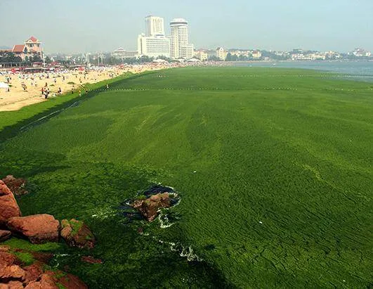 green algae beach