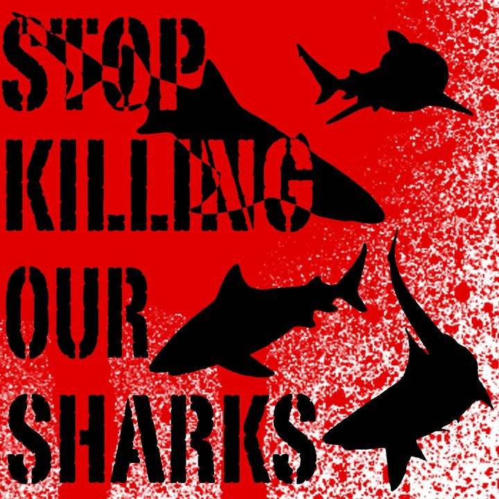 killing shark is stupid poster