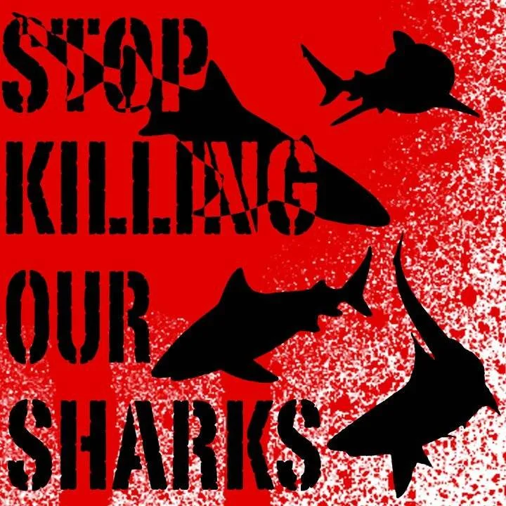 killing shark is stupid poster