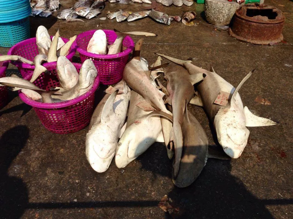 reef sharks found dead due to shark finning