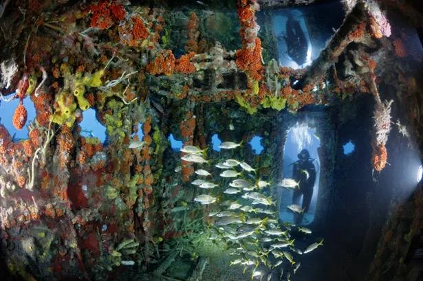 Diving artificial reefs