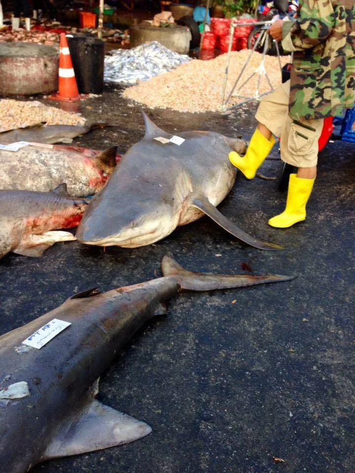 bull shark found dead on Thai market