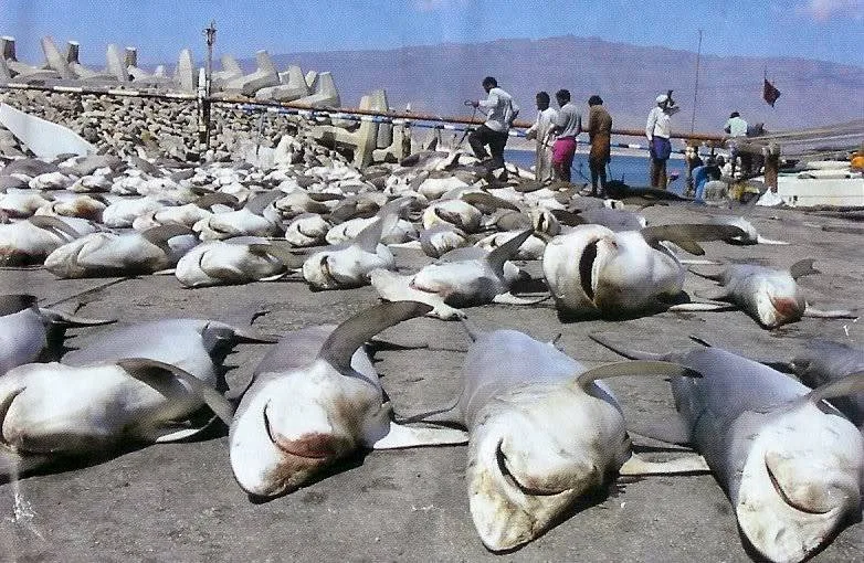shark finning