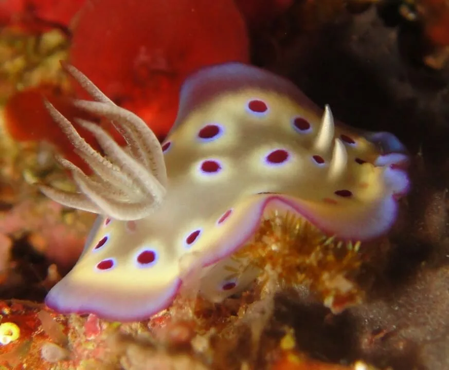 Famous nudibranch of Nusa Lembongan