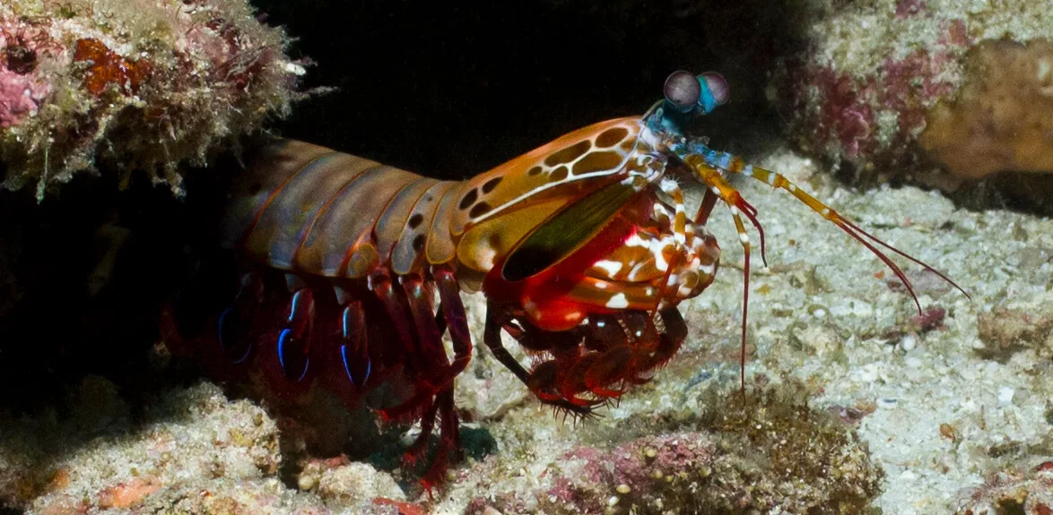 marine life in lembongan