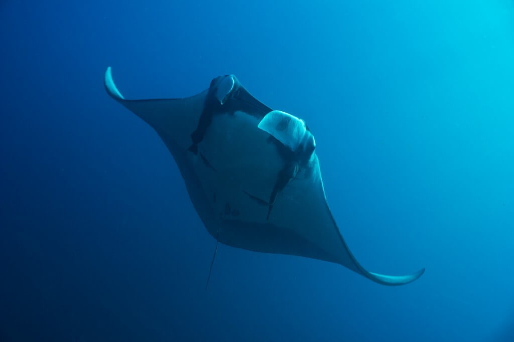 Scuba Center Asia Diving with Manta