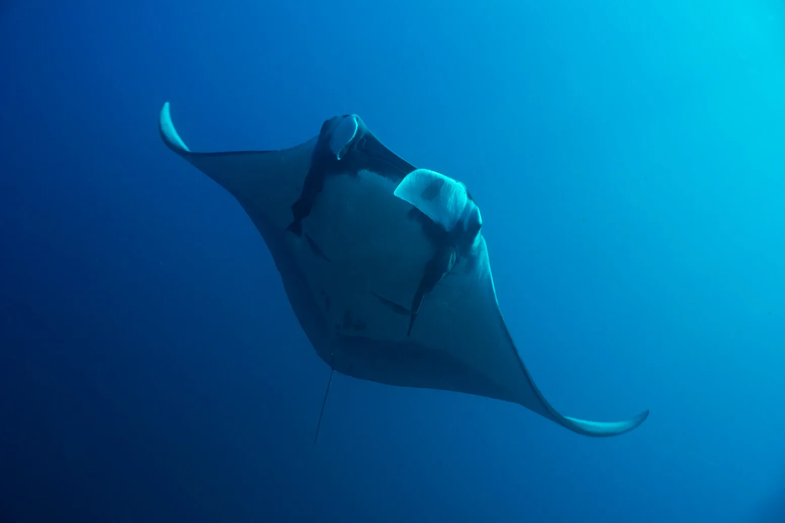 Scuba Center Asia Diving with Manta