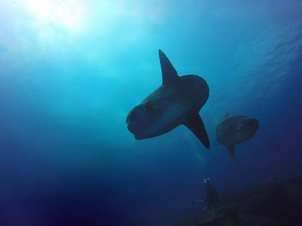 Mola Mola in Nusa Penida