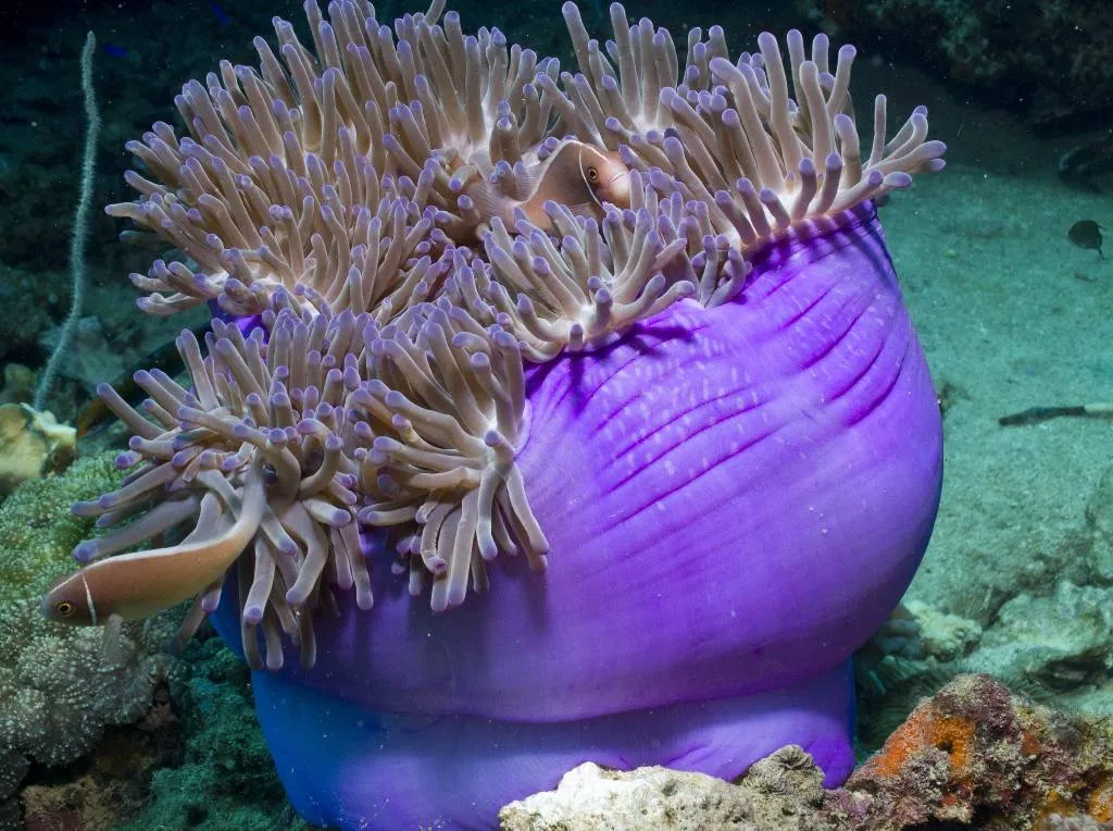 facts clownfish anemonefish