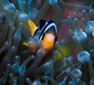 Nemo Fish