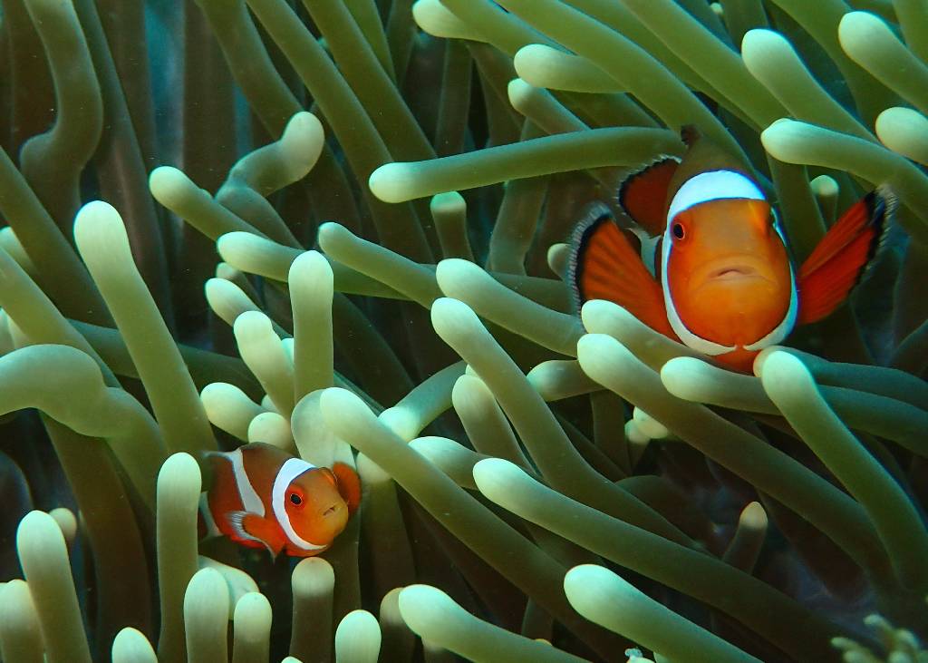 funny fact clownfish anemonefish