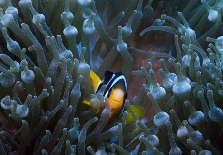 Clown Nemo Fish Lembongan Scuba Center Asia