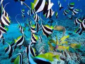 bannerfish