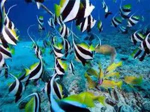 Schooling bannerfish