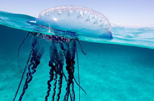 portuguese man of war
