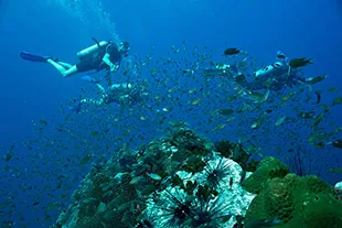 eco-friendly-divers