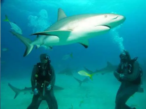 shark when diving