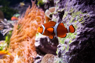 Clown Fish