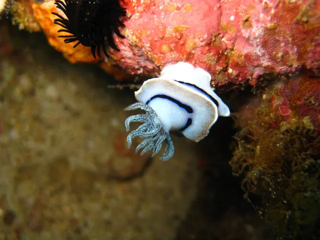 Famous nudibranch of Nusa Lembongan