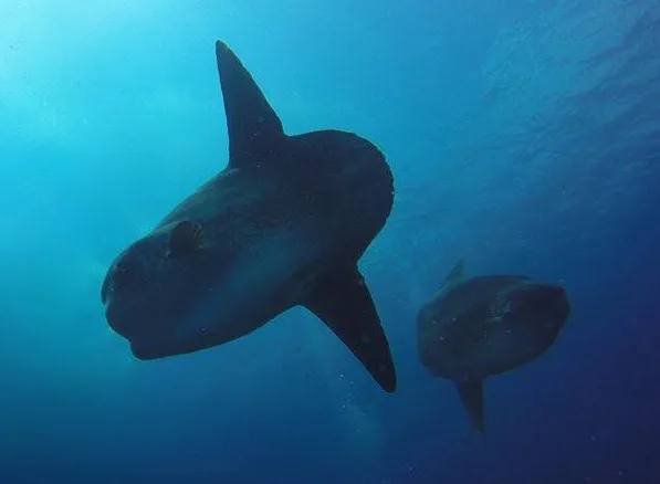 Nusa Penida Mola Mola