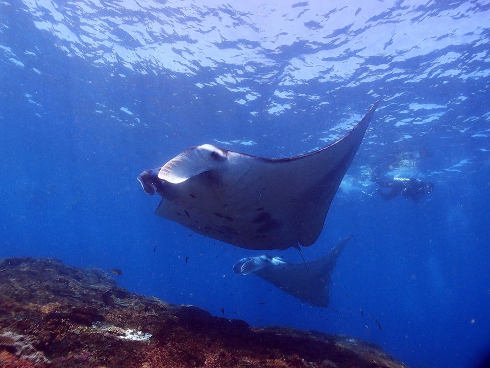 manta fun dive scuba center asia