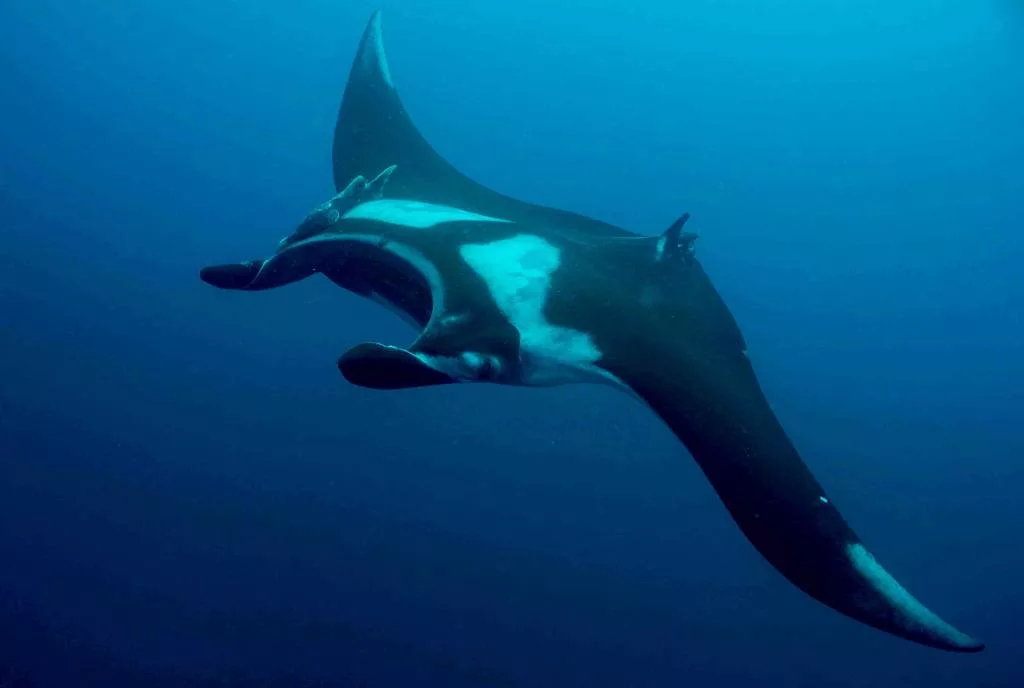 Oceanic Manta Ray Nusa Penida Marine Park