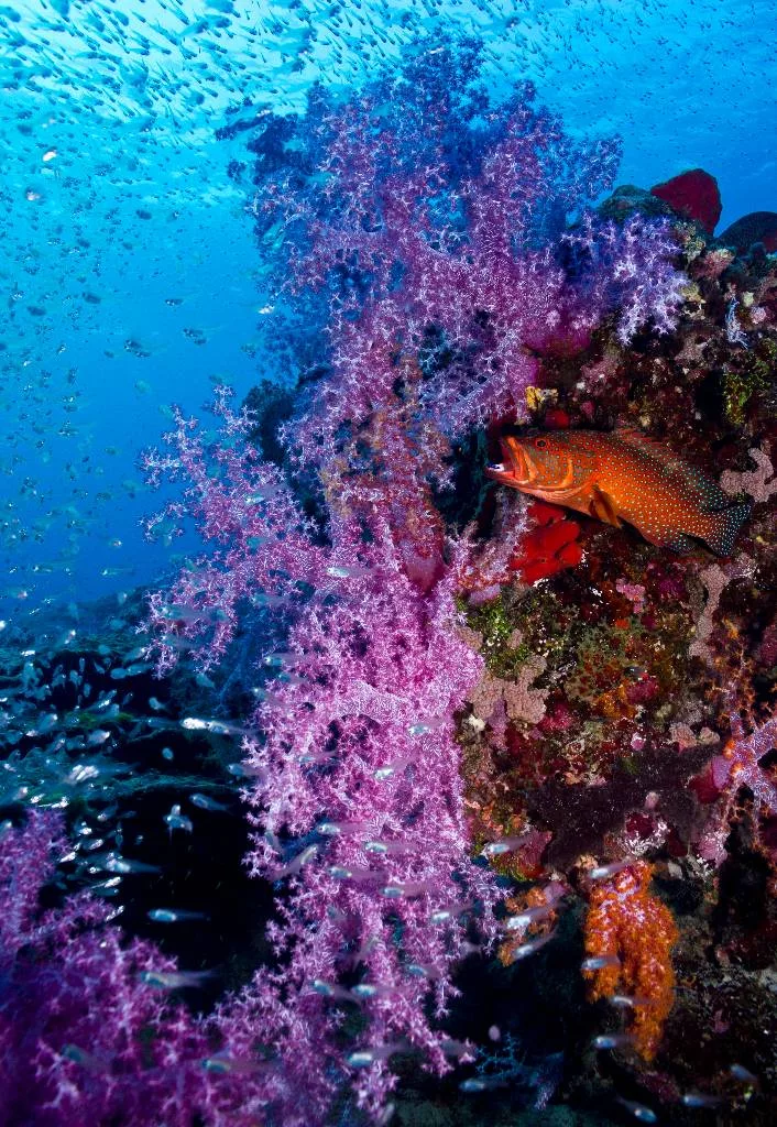 scuba diving lembongan