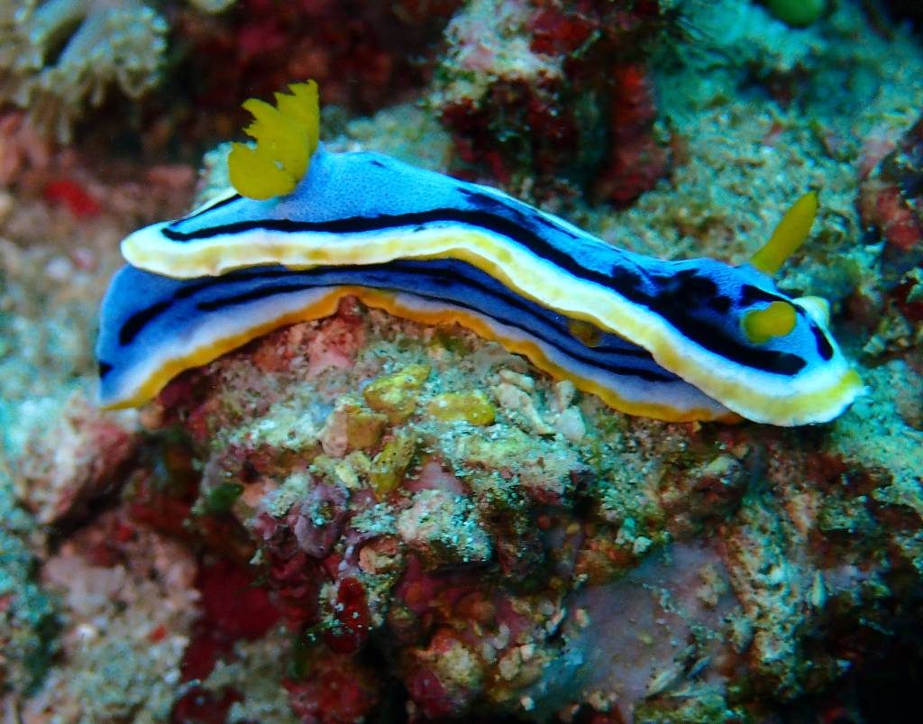 the famous nudibranch of lembongan