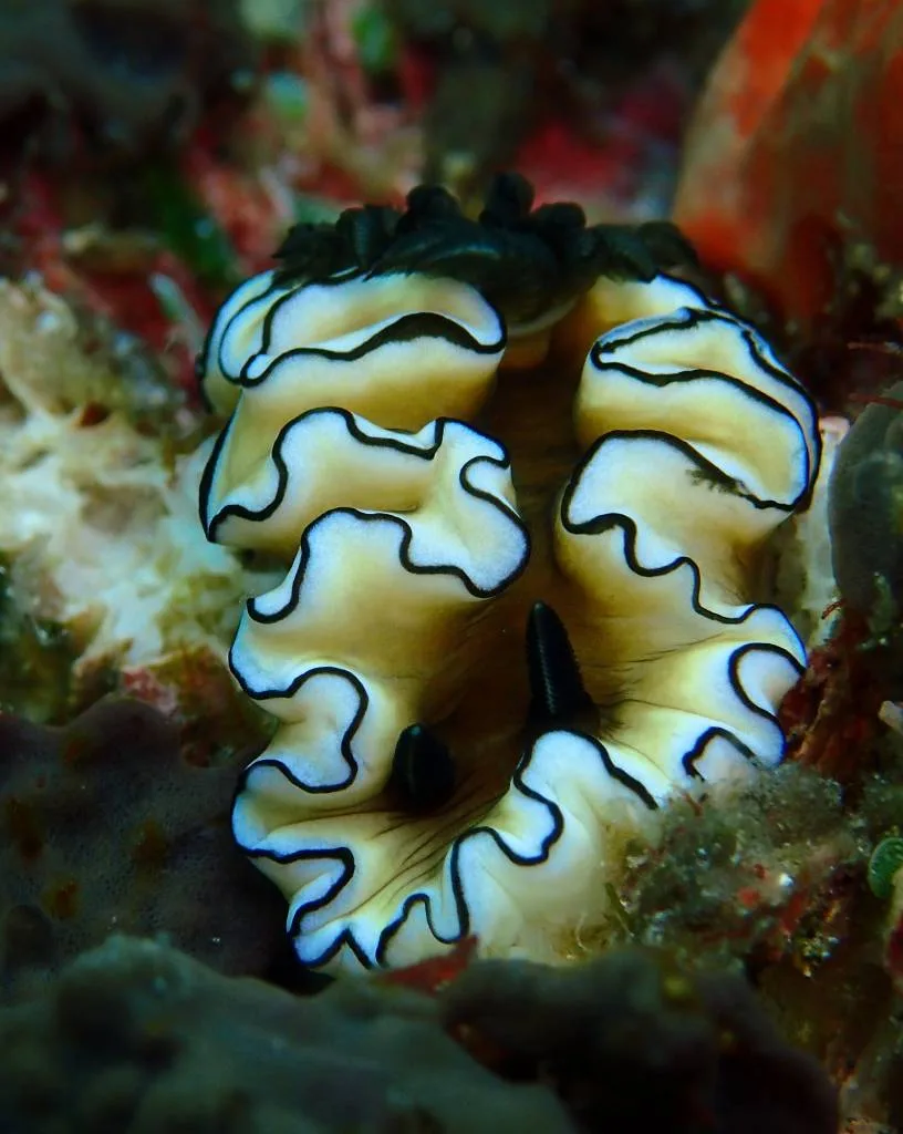 Famous nudibranch of Nusa Lembongan