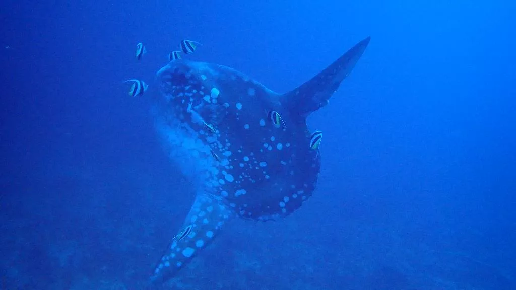 Ocean Sunfish Mola Mola Underwater Nusa Penida