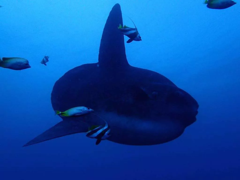 Mola mola diving nusa lembongan scuba center asia