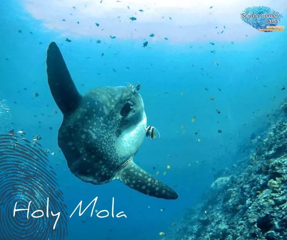 Ocean Sunfish Mola Mola at coral reef in Nusa Penida