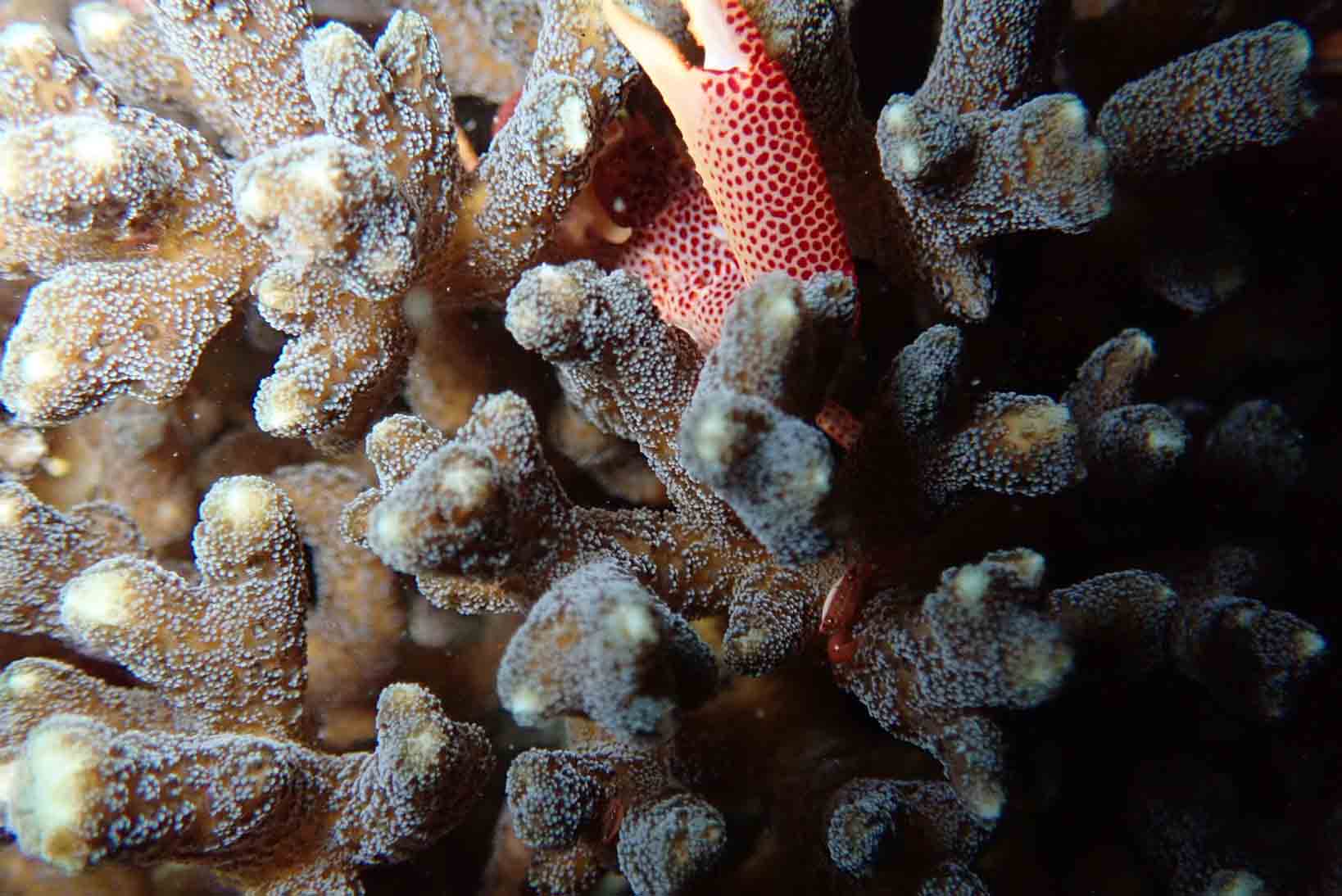 coral crab
