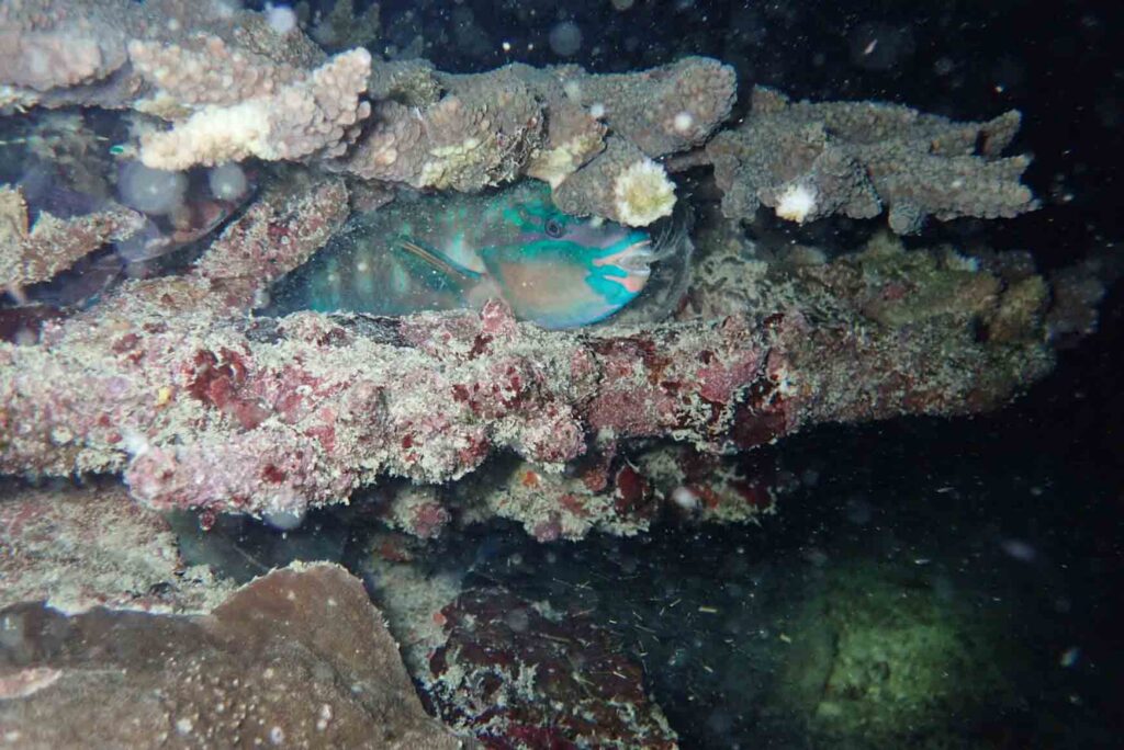 parrotfish