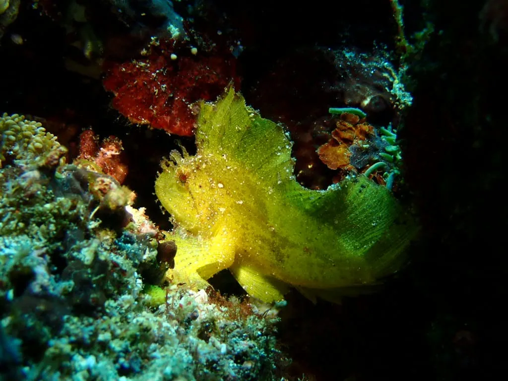 Female divers often travel to Nusa Lembongan for beautiful diving and friendly atmospheres
