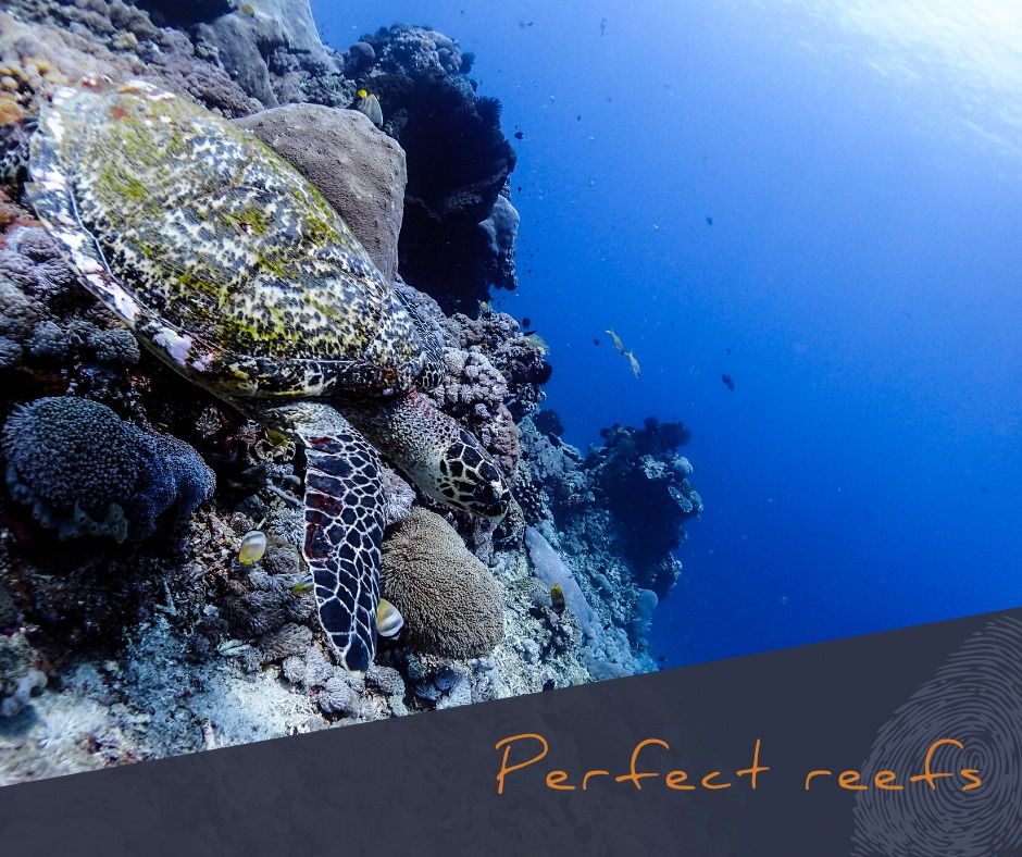 diving for beginner diving lembongan pristine coral reefs