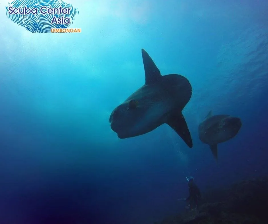 two mola mola scuba diving
