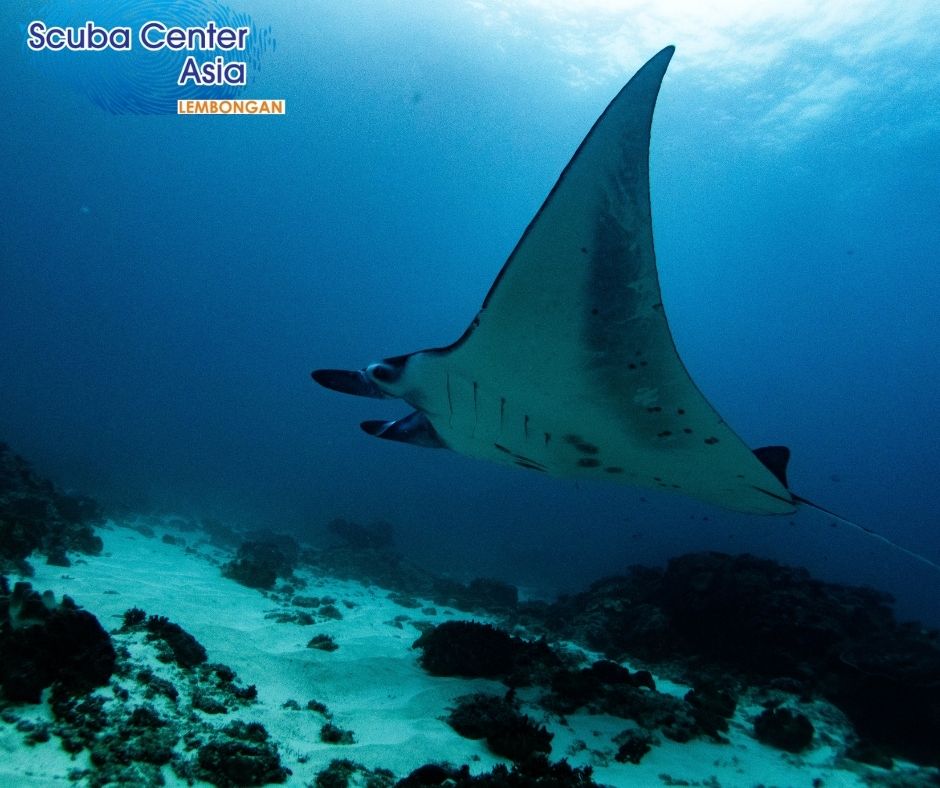 duiken met manta ray